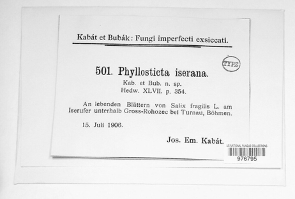 Phyllosticta iserana image